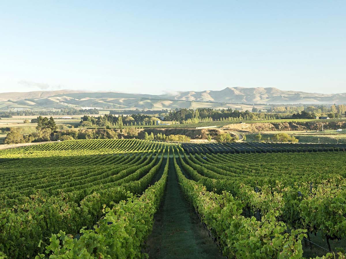 nz-chardonnay-north-canterbury