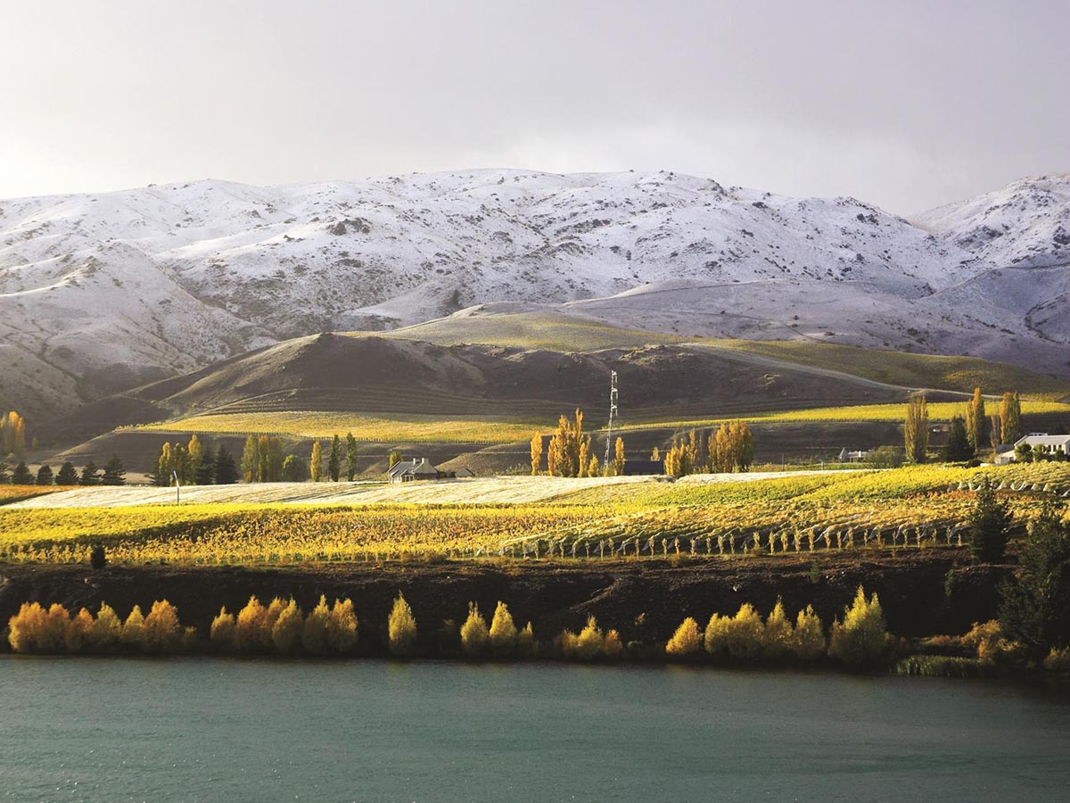 nz-carrick-vineyard