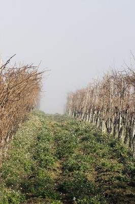 ancona-vineyards-marche-pinot-noir The Marche region produces Pinot Nero close to Ancona, Italy