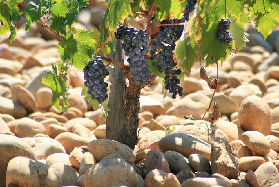 galets-chateauneuf-du-pape-soil
