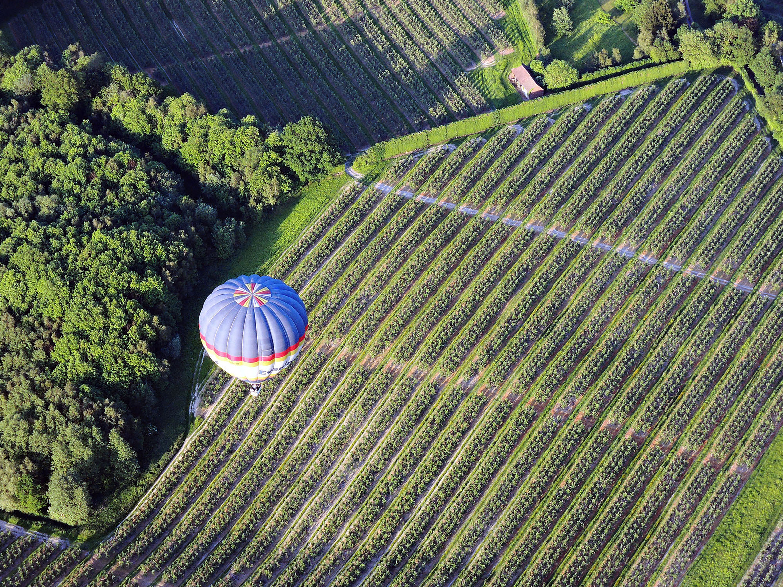 Kent Vineyards, England Wineries, Sussex England by flickr user fras Kent Vineyards, England Wineries, Sussex England by flickr user fras