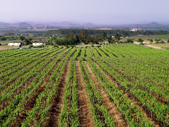 Wine From India. Winery Sula in Nashik. photo by pagastesi Wine From India. Winery Sula in Nashik. photo by pagastesi