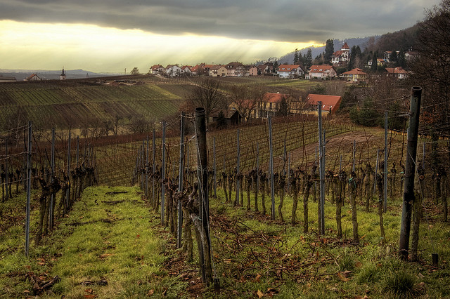 rhineland-wine-vineyard-pinot-noir Ahr region and now more regions are growing pinot noir aka Spatburgunder in Germany
