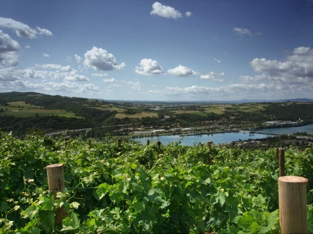 Rhône vineyards along the river rhone vineyards along the river