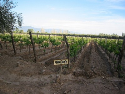 tapiz-pinot-noir-argentina-patagonia-vineyards pinot noir vineyards in Argentina at Tapiz