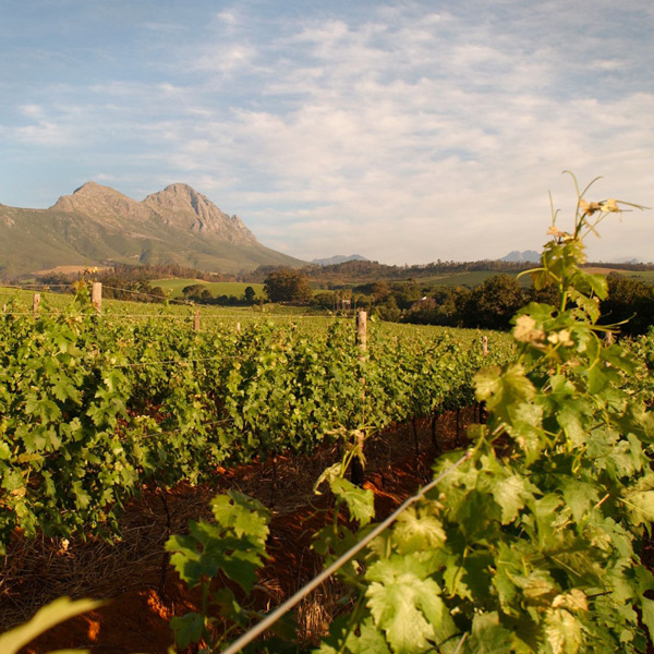 warwick-estate-in-Simonsberg-Stellenbosch